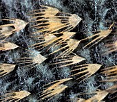 Moth wing scales, light micrograph