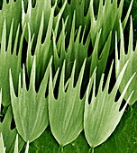 Moth wing scales, SEM