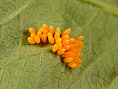 Harlequin ladybird egg cluster