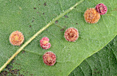 Oak leaf blister galls