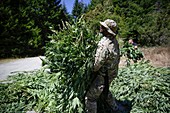 Marijuana farm raid