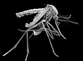 Female Aedes aegypti mosquito, SEM