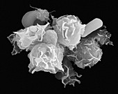 Neutrophils, red blood cells and platelets, SEM