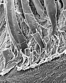 Tendons attached to bone surface, SEM