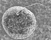 Human egg and sperm, SEM