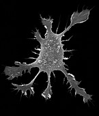 Human dendritic cell, SEM