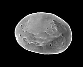 Non-activated platelet and open canalicular system, SEM