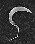 Trypanosome trypomastigote protozoan, SEM