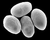 Giardia lamblia protozoan, SEM