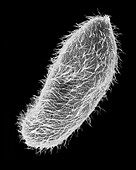 Protozoan (Paramecium multimicronucleatum), SEM