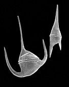 Marine dinoflagellates (Ceratium spp.), SEM