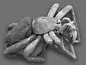 Male sac spider (Anyphaena dixiana), SEM