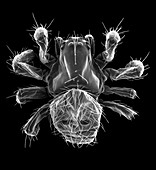 Hammock spider (Pityohyphantes costatus), SEM