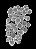 Tetrasphaera remsis, airborne bacterium, SEM