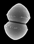 Enterococcus faecium, SEM