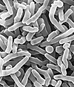 Propionibacterium acidipropionici, SEM