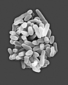 Mycobacterium tuberculosis, SEM