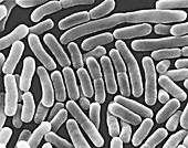 Salmonella typhi, bacterium, SEM