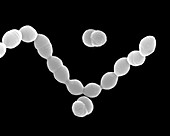 Streptococcus pneumoniae -coccus prokaryote, SEM
