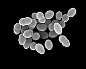 Streptococcus pneumoniae, coccus prokaryote, SEM