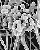 Memnoniella echinata, toxic mould, SEM