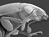 Carrion beetle, SEM