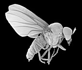 Black fly adult male, SEM