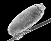 Louse egg case attached to a hair, SEM