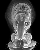 Cat flea, SEM