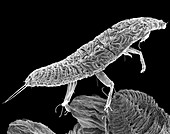 Soft scale insect crawler, SEM