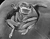 Bean weevil, SEM