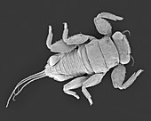 Mayfly nymph, SEM