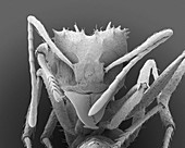 Fungus ant, SEM