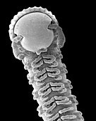 Millipede (Class Diplopoda), SEM