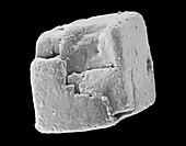 Table salt crystal (NaCl), SEM