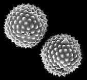 Ragweed pollen (Ambrosia psilostachya), SEM