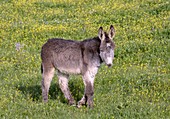Donkey in flowery pasture