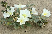 Dune evening primrose (Oenothera deltoides)