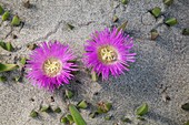 Hottentot-fig (Carpobrotus edulis) in flower