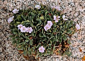 Corsican storksbill (Erodium corsicum) in flower