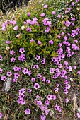 Mallow bindweed (Convolvulus althaeoides)