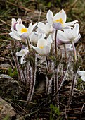 Alpine pasque flower (Anemone alpina alpina)