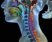 Cervical spine and brainstem, MRI scan