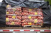 Onions on lorry