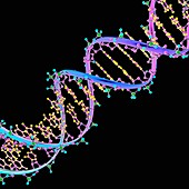 DNA Illustration