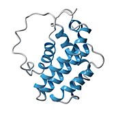 BCL-2 regulatory protein molecule, illustration