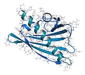 Birch pollen allergen molecule, illustration