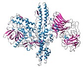 Botulinum toxin molecule, illustration