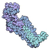 Troponin cardiac protein molecule, illustration