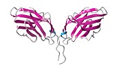 Immune checkpoint protein molecule, illustration